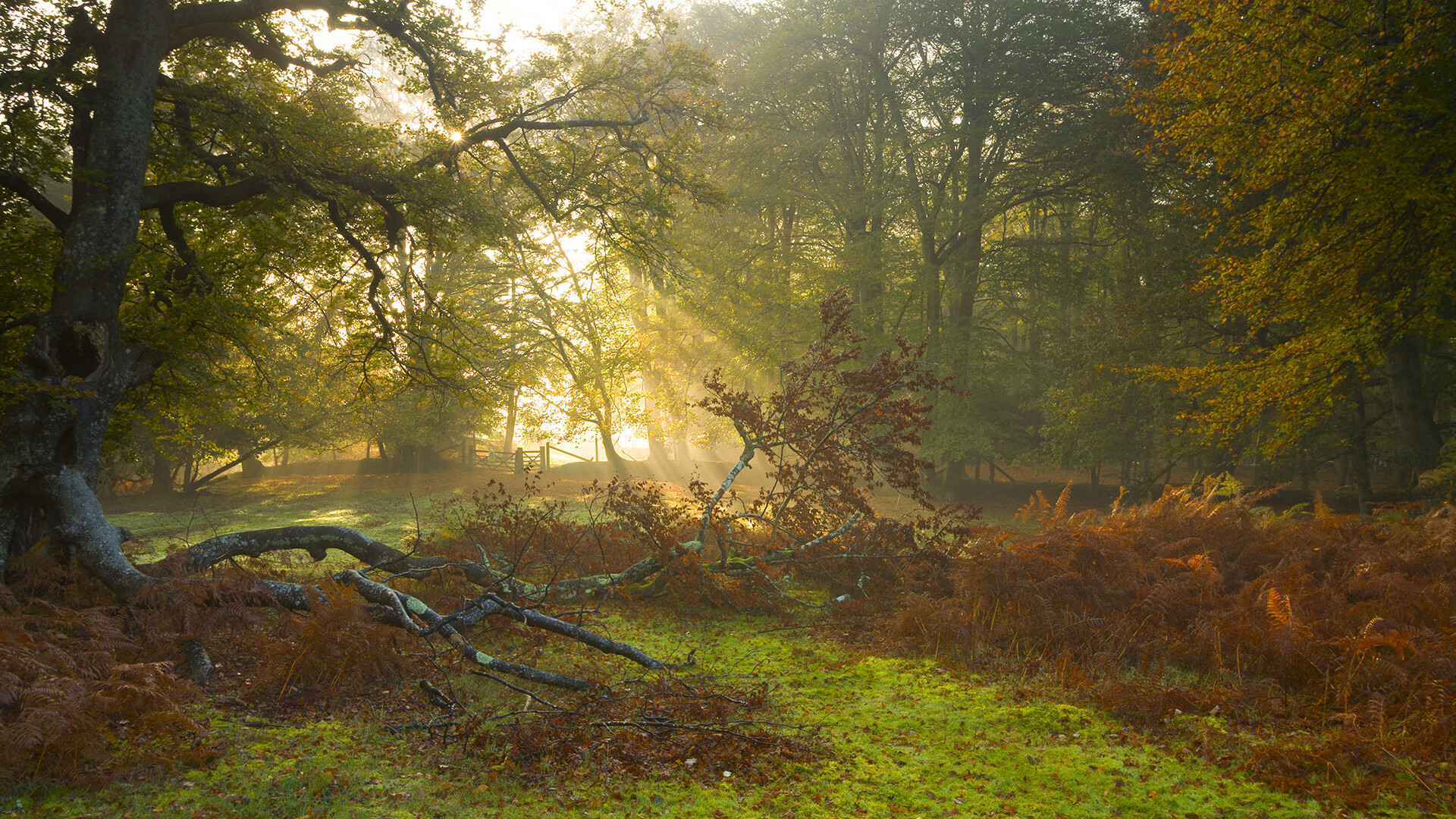 萨克拉门托的坚盾，国王如何以体系压制火箭的季后赛野心